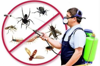 افضل شركات تقدم خدمات مكافحة الحشرات