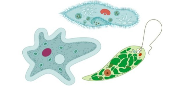 البكتيريا مخلوقات وحيدة الخلية