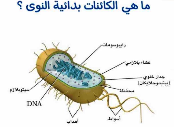 تركيب البكتيريا ككائنات وحيدة الخلية