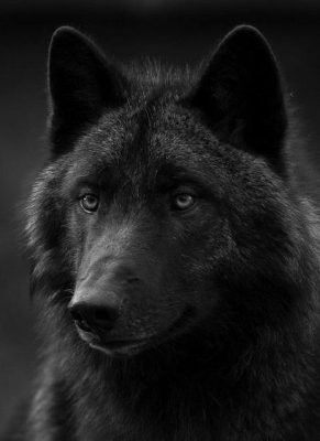الذئب الاسود