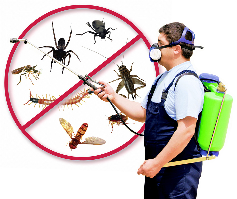 شركات مكافحة حشرات بالسعودية