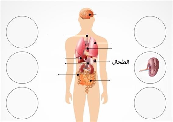 علاج الطحال ودوالي الخصيتين والأورام الليفية