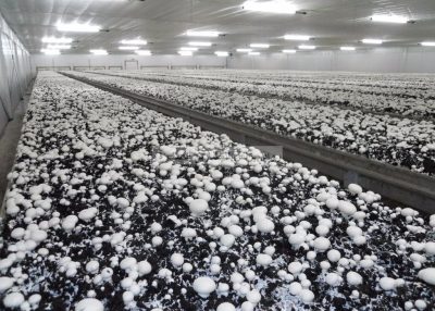 مشروع زراعة الفطر (المشروم) في مصر