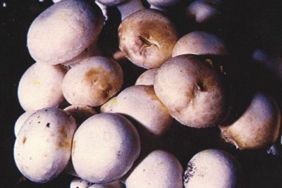 التبقع البكتيري