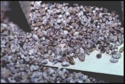 تقاوي المشروم