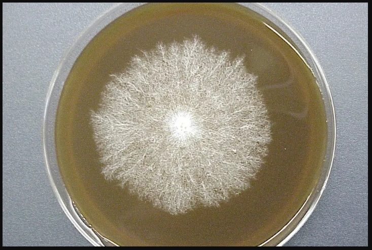 الميسيليوم (Mycelium)